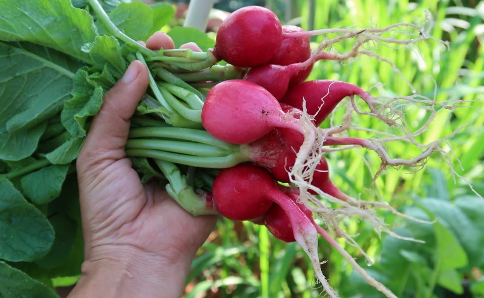 chan viec van phong ve trong vuon rau tren san thuong, van nguoi me hinh anh 5