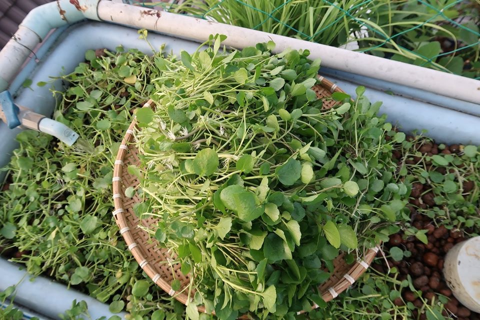 chan viec van phong ve trong vuon rau tren san thuong, van nguoi me hinh anh 13