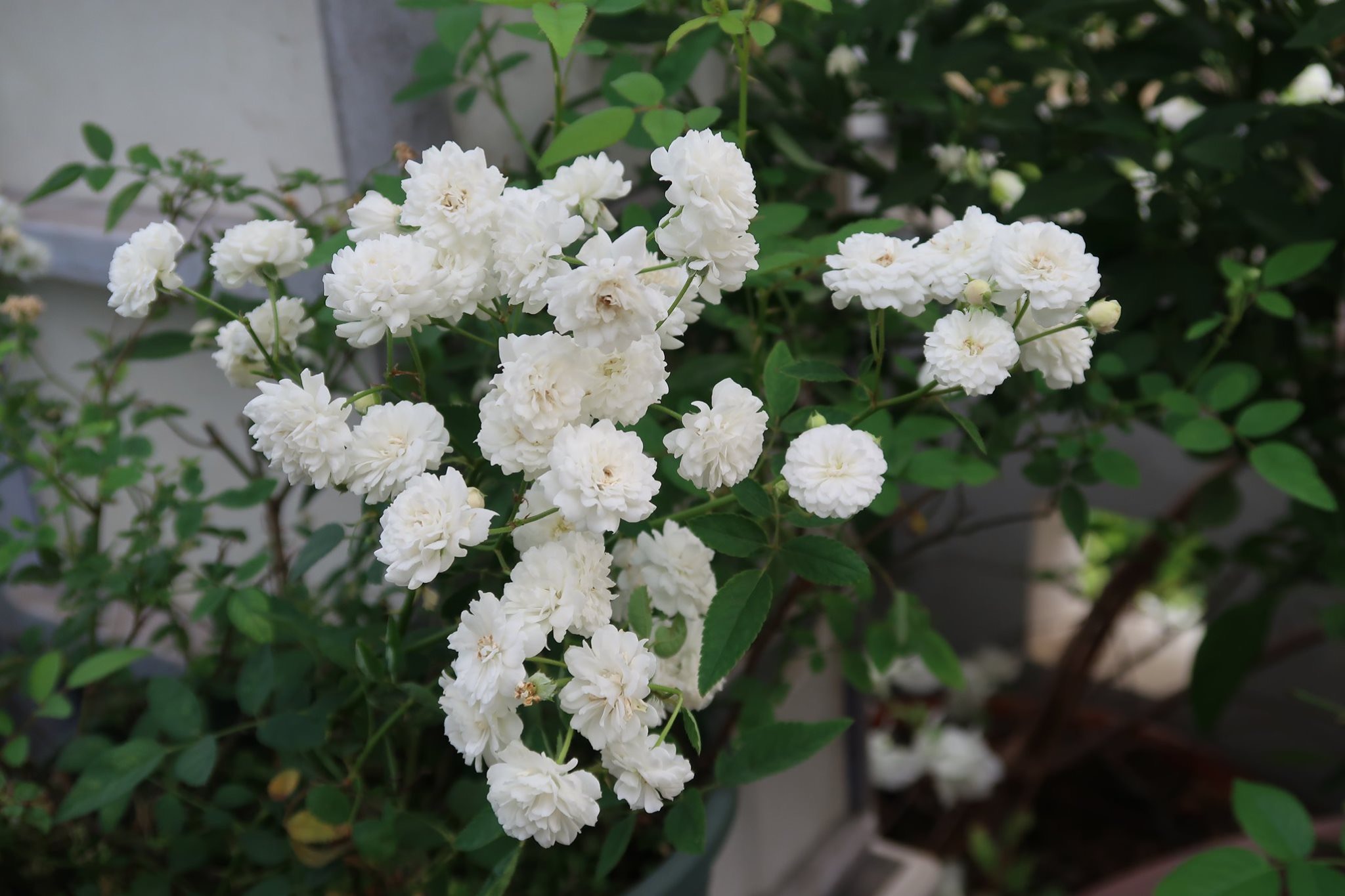 chan viec van phong ve trong vuon rau tren san thuong, van nguoi me hinh anh 15