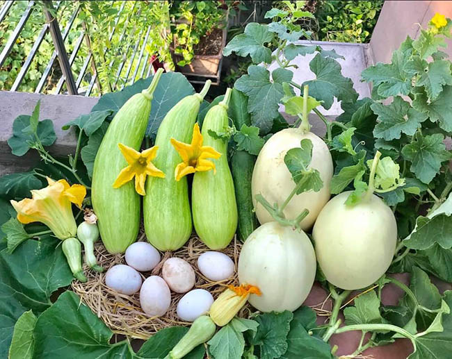 choang voi trang trai nuoi trong