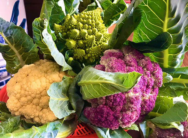 choang voi trang trai nuoi trong