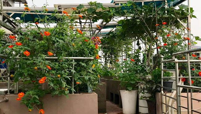 choang voi trang trai nuoi trong