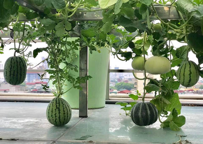 choang voi trang trai nuoi trong