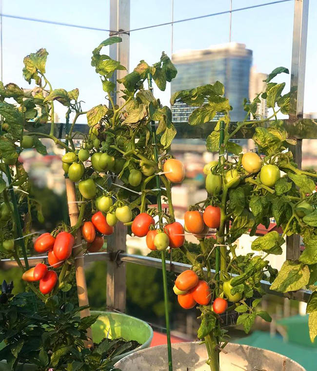 choang voi trang trai nuoi trong