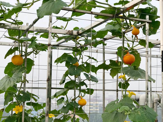 choang voi trang trai nuoi trong