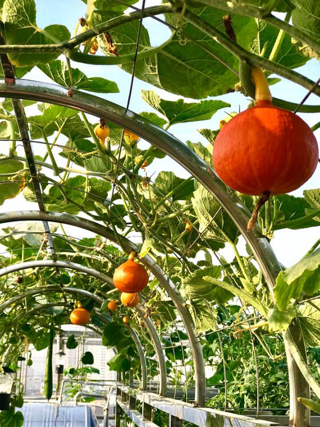 choang voi trang trai nuoi trong