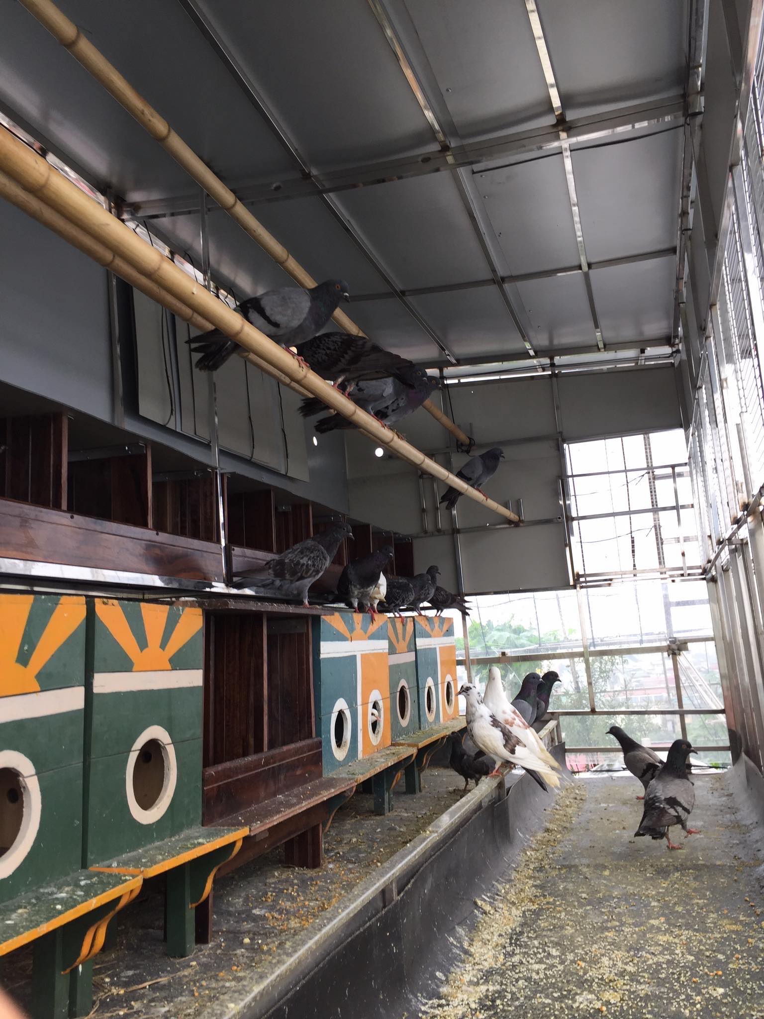 choang voi trang trai nuoi trong