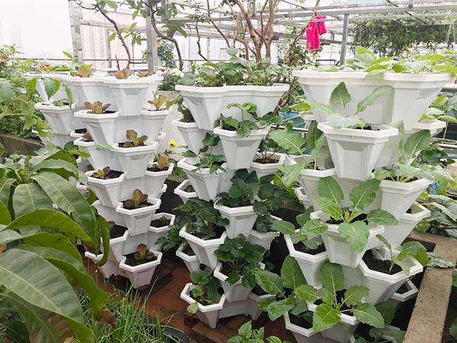 choang voi trang trai nuoi trong