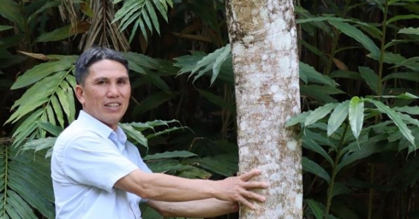 20 năm trước 'chôn những cây vàng' trên núi, giờ giàu nhất vùng