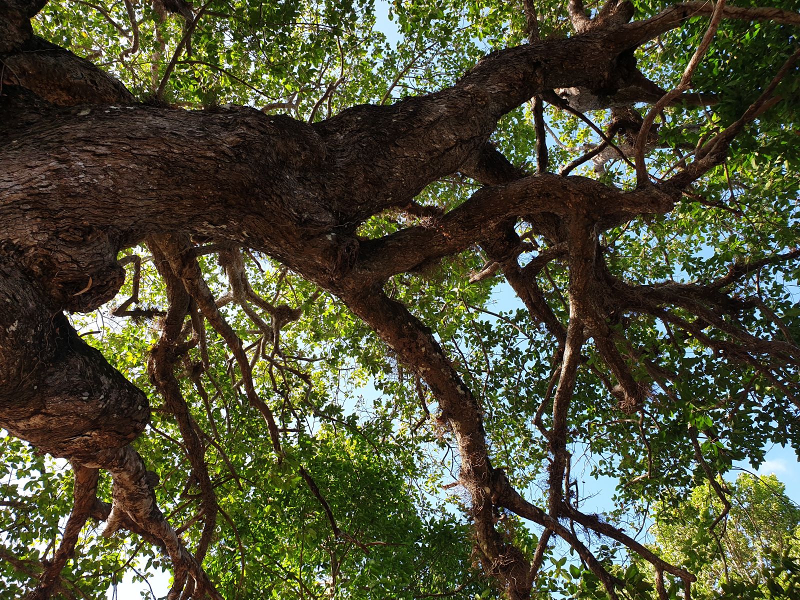 tra vinh: choang voi cay dau 700 tuoi, re nhu dan ran bo xung quanh hinh anh 1