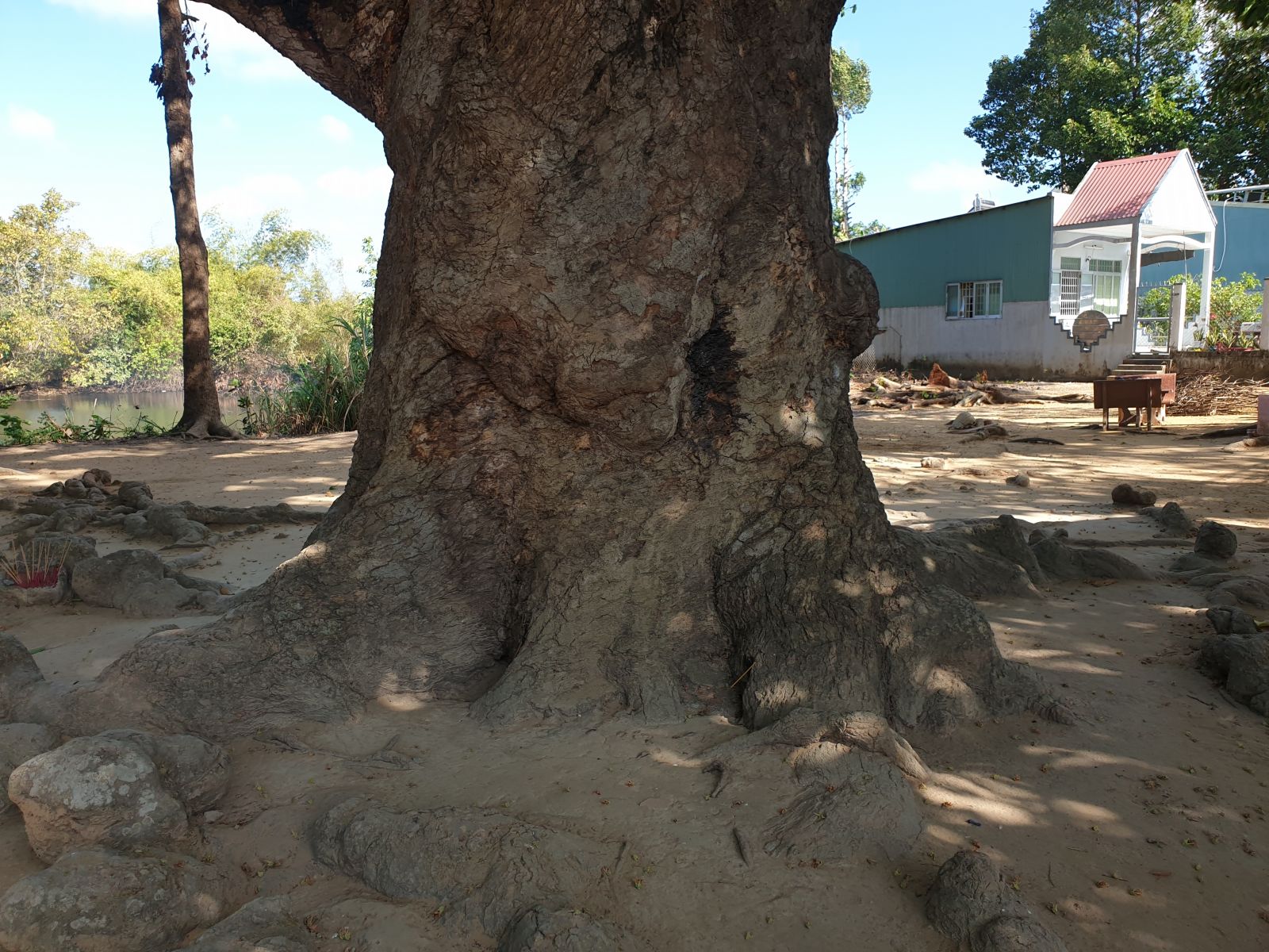 tra vinh: choang voi cay dau 700 tuoi, re nhu dan ran bo xung quanh hinh anh 4