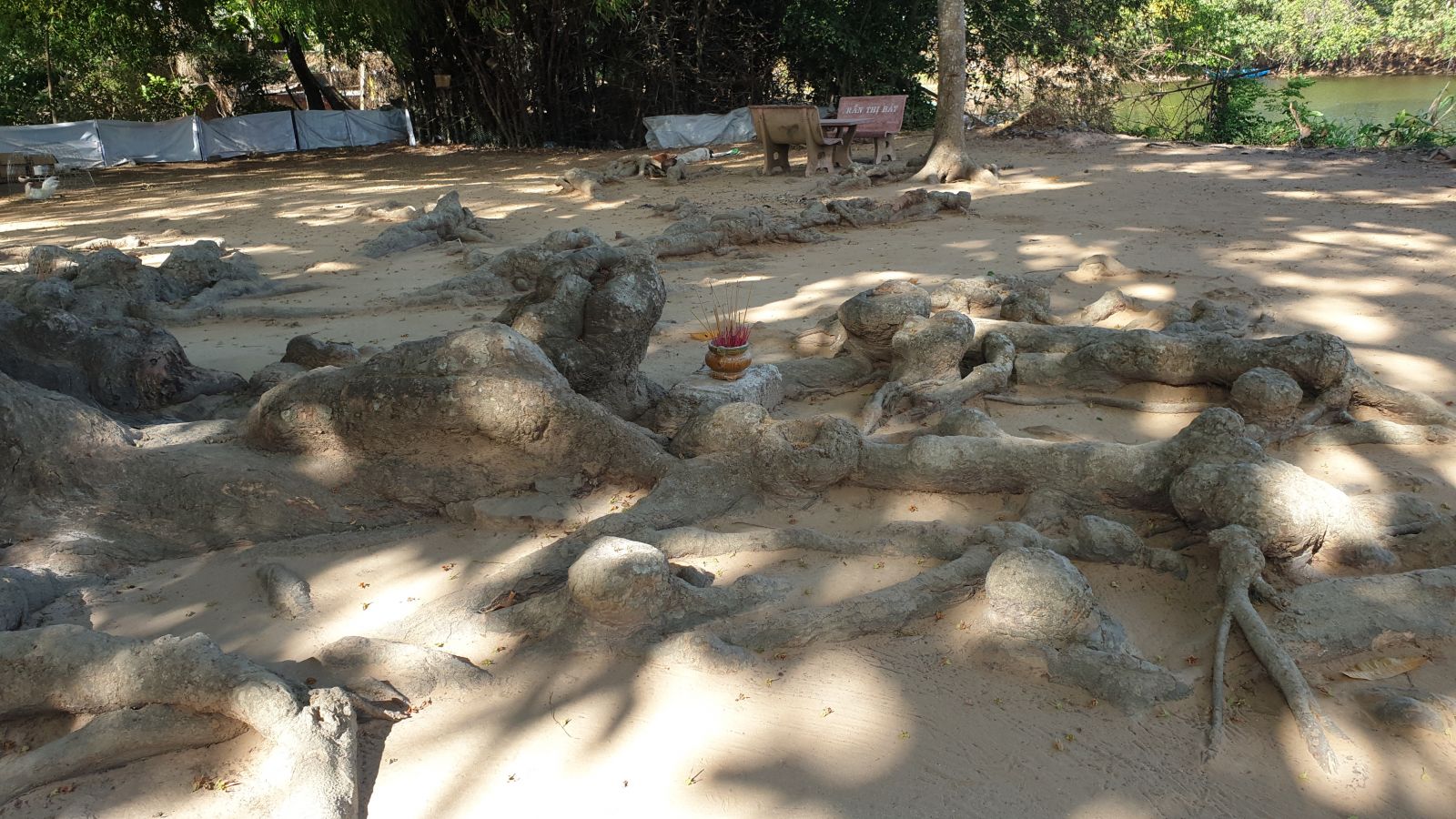 tra vinh: choang voi cay dau 700 tuoi, re nhu dan ran bo xung quanh hinh anh 5