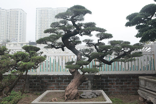 cay sanh co the la cuc ky hiem, dai gia tra 2,6 ty dong khong chiu ban hinh anh 13