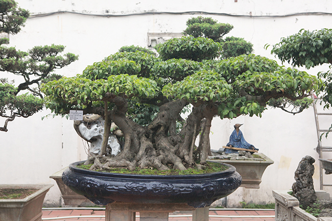 cay sanh co the la cuc ky hiem, dai gia tra 2,6 ty dong khong chiu ban hinh anh 9