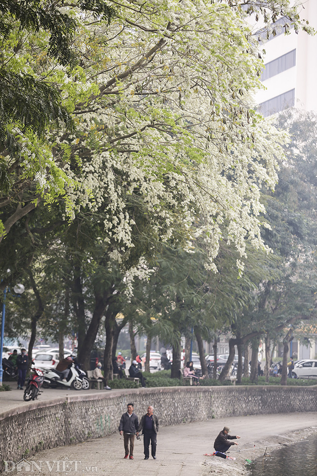 tam hon binh yen den ky la khi ngam hoa sua bung no trang troi ha noi hinh anh 1