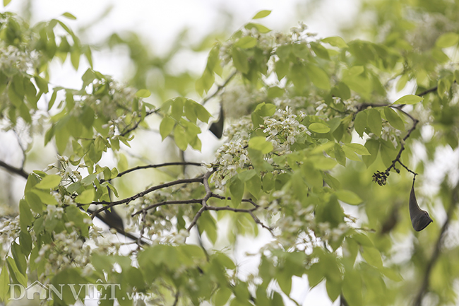 tam hon binh yen den ky la khi ngam hoa sua bung no trang troi ha noi hinh anh 10