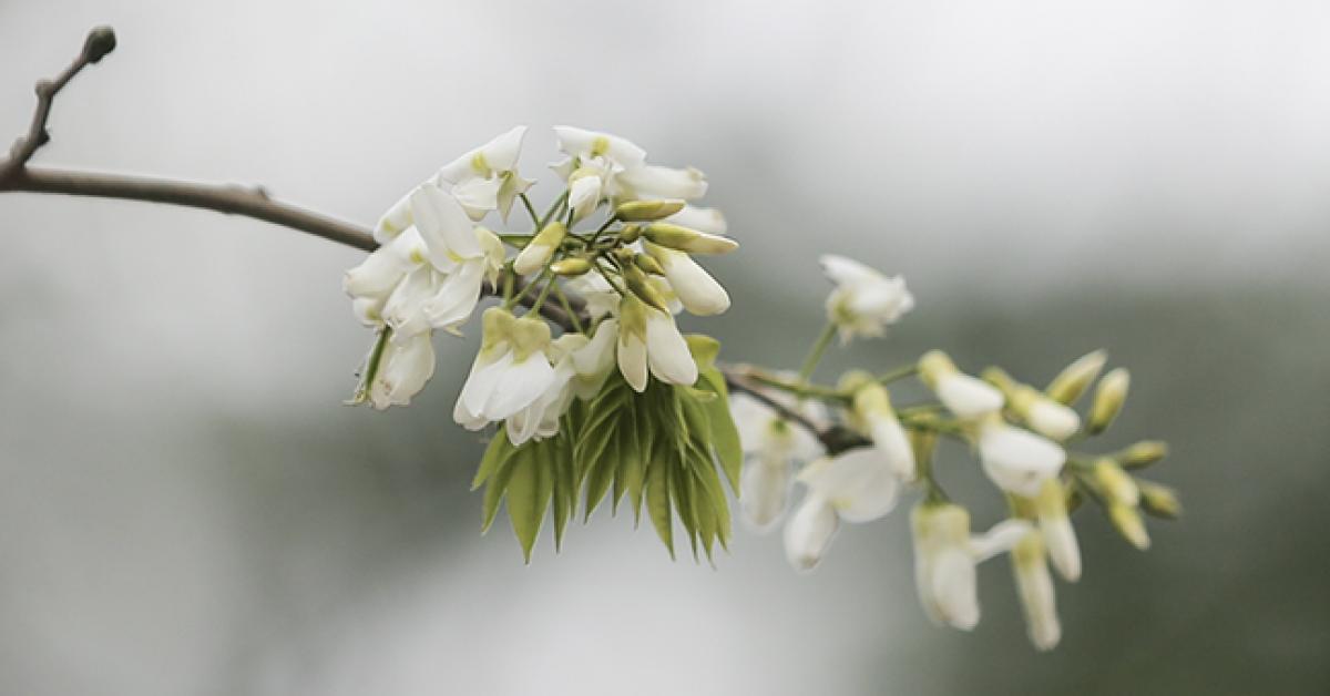 Tâm hồn bình yên đến kỳ lạ khi ngắm hoa sưa bung nở trắng trời Hà Nội