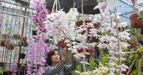 Trăm loại lan rừng tiền tỷ khoe hoa đẹp ở phố núi Mường Thanh