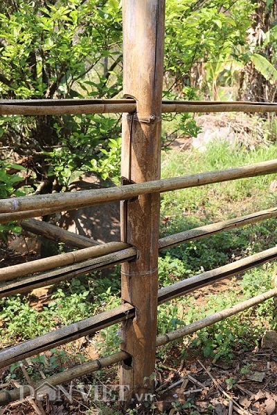 di tim loai tre khong lo vi nhu