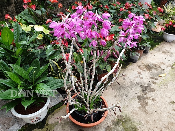 tram loai lan rung tien ty khoe hoa dep o pho nui muong thanh hinh anh 3