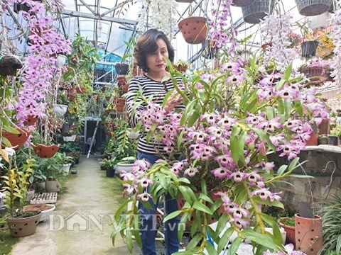 tram loai lan rung tien ty khoe hoa dep o pho nui muong thanh hinh anh 4