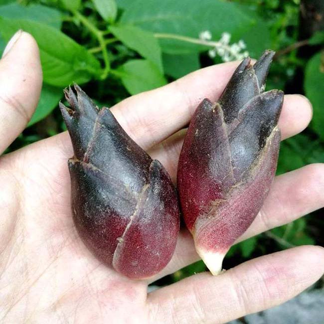 nguòi nhạt gọi là “nhan sam chau a