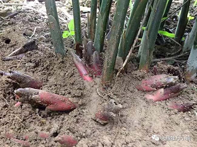 nguòi nhạt gọi là “nhan sam chau a