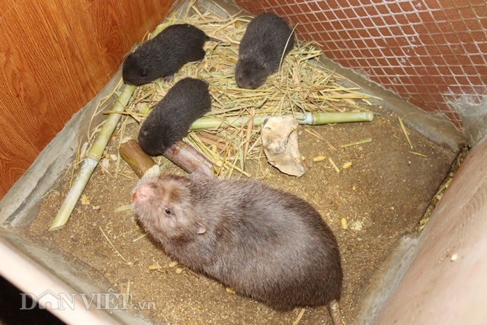 clip: lap dieu hoa nuoi