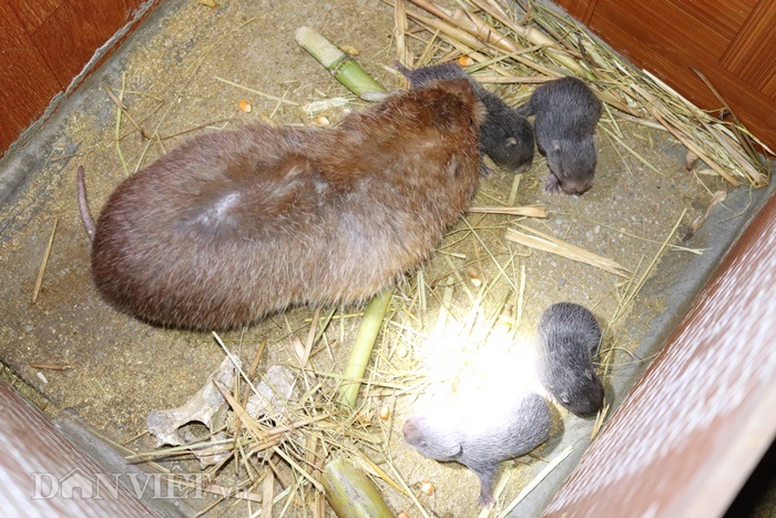 clip: lap dieu hoa nuoi