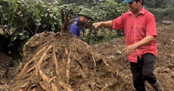 Trồng sắn dây 'siêu to khổng lồ' lãi 5 triệu/sào