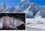 Thợ lặn phát hiện bí mật sốc dưới lớp băng Nam cực