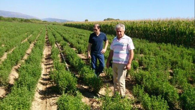 nghe ten tuong vo gia tri, hoa ra o viet nam nay trong nhieu thu tien