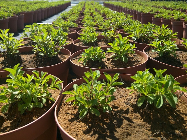 nghe ten tuong vo gia tri, hoa ra o viet nam nay trong nhieu thu tien