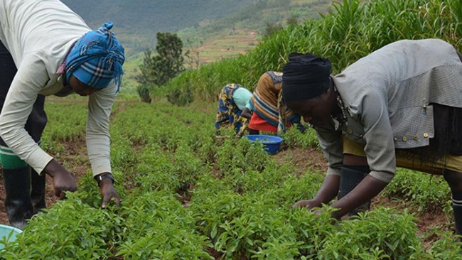 nghe ten tuong vo gia tri, hoa ra o viet nam nay trong nhieu thu tien