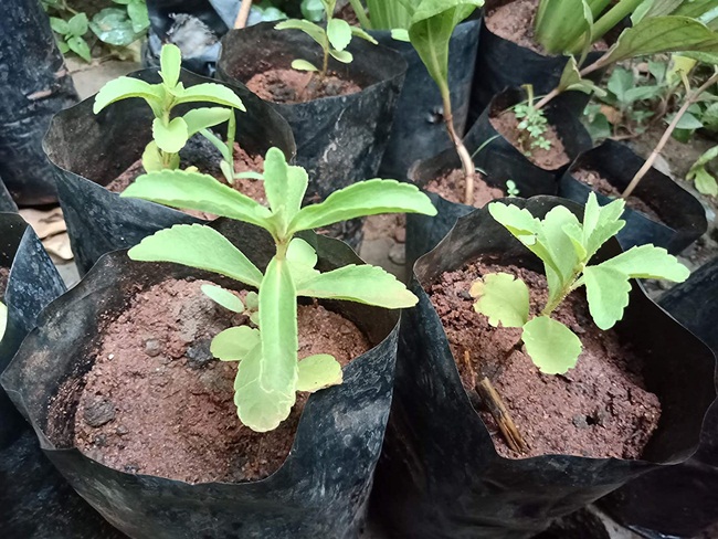 nghe ten tuong vo gia tri, hoa ra o viet nam nay trong nhieu thu tien