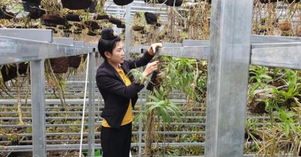 Ngắm 1 vạn giò phong lan đẹp mê mẩn của kiều nữ 9X tỉnh Điện Biên