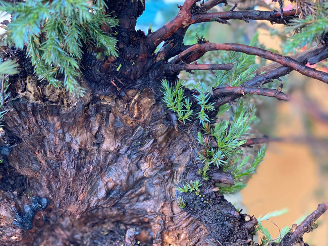 cay lun tit, song ca tram nam, gia tram trieu chu nhan khong muon ban hinh anh 11