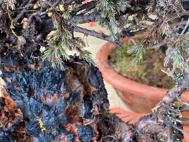 cay lun tit, song ca tram nam, gia tram trieu chu nhan khong muon ban hinh anh 12