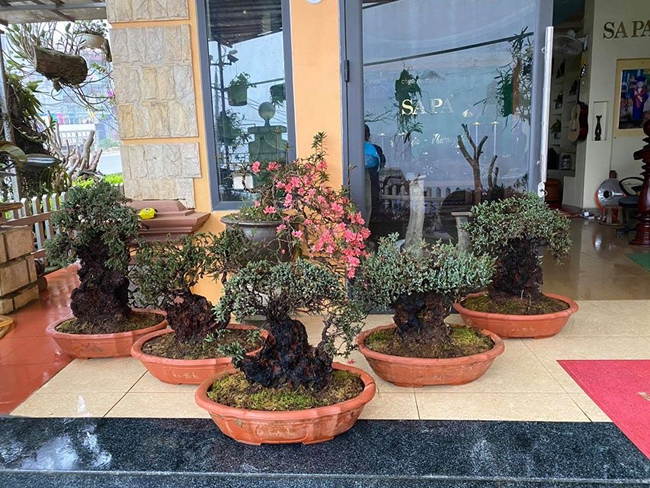 cay lun tit, song ca tram nam, gia tram trieu chu nhan khong muon ban hinh anh 2