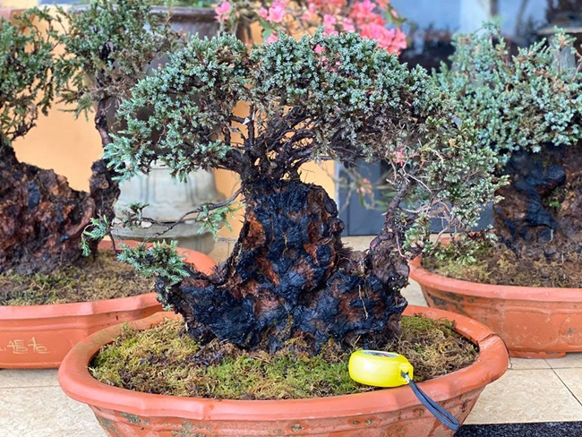 cay lun tit, song ca tram nam, gia tram trieu chu nhan khong muon ban hinh anh 3