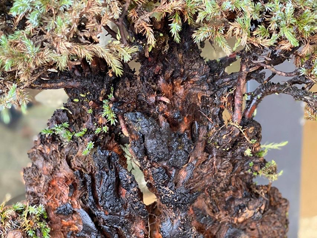 cay lun tit, song ca tram nam, gia tram trieu chu nhan khong muon ban hinh anh 4