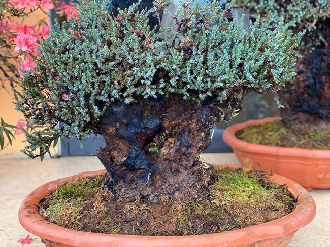 cay lun tit, song ca tram nam, gia tram trieu chu nhan khong muon ban hinh anh 5