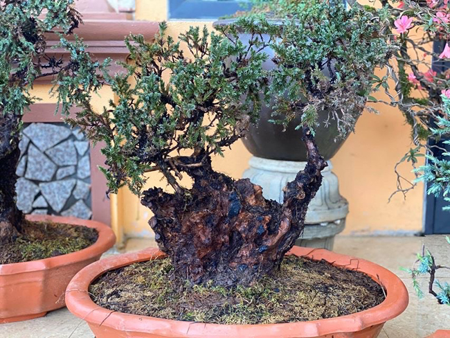 cay lun tit, song ca tram nam, gia tram trieu chu nhan khong muon ban hinh anh 7