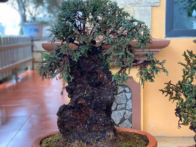 cay lun tit, song ca tram nam, gia tram trieu chu nhan khong muon ban hinh anh 8