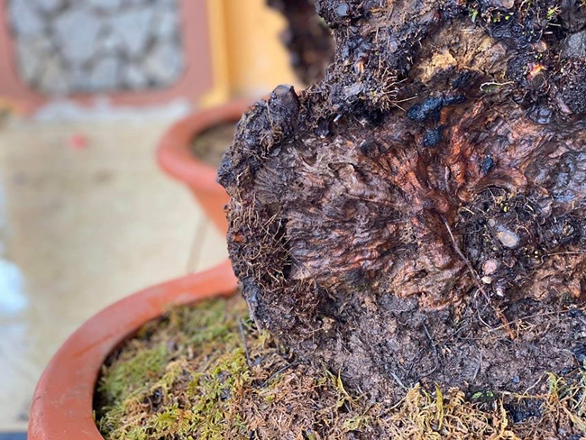 cay lun tit, song ca tram nam, gia tram trieu chu nhan khong muon ban hinh anh 9