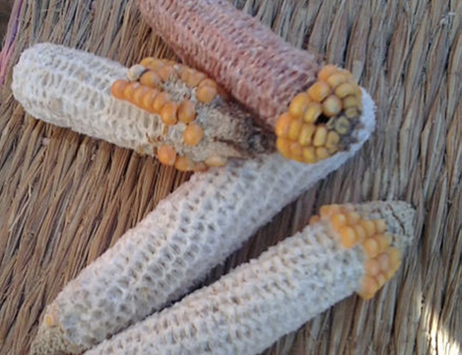 loi ngo la thu vut di o viet nam, nay thanh 