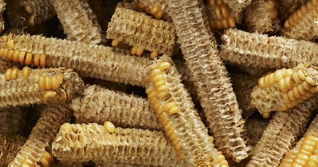 loi ngo la thu vut di o viet nam, nay thanh 