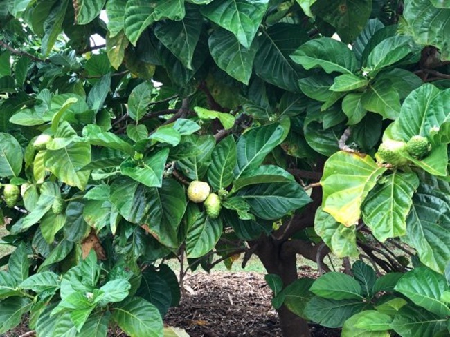 o viet nam qua nay truoc moc hoang, cho khong ai lay, nay ca the gioi lung mua hinh anh 1