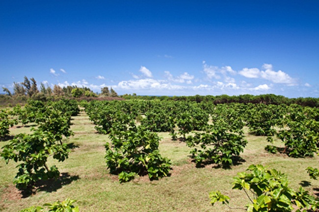 o viet nam qua nay truoc moc hoang, cho khong ai lay, nay ca the gioi lung mua hinh anh 5