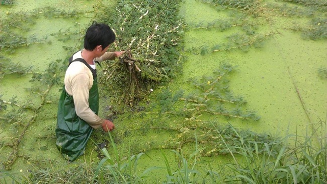 nhin tuong co dai, day ao ho o viet nam, dem ve trong lai co tien